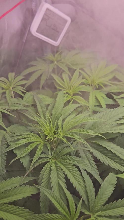 DOKI DOKI - Perfect Tree Seeds