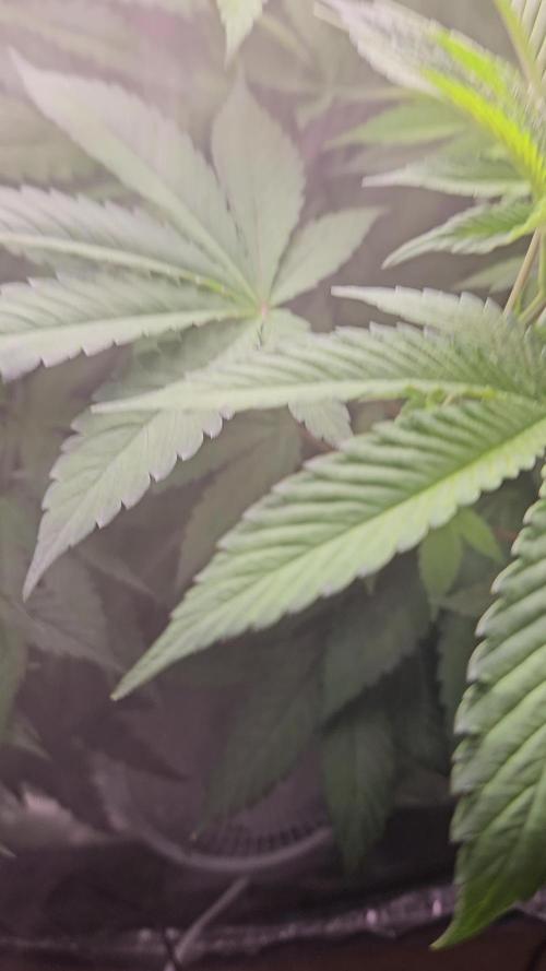ABF Genetics