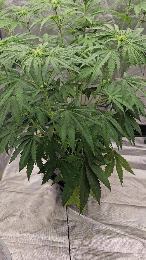 ABF Genetics