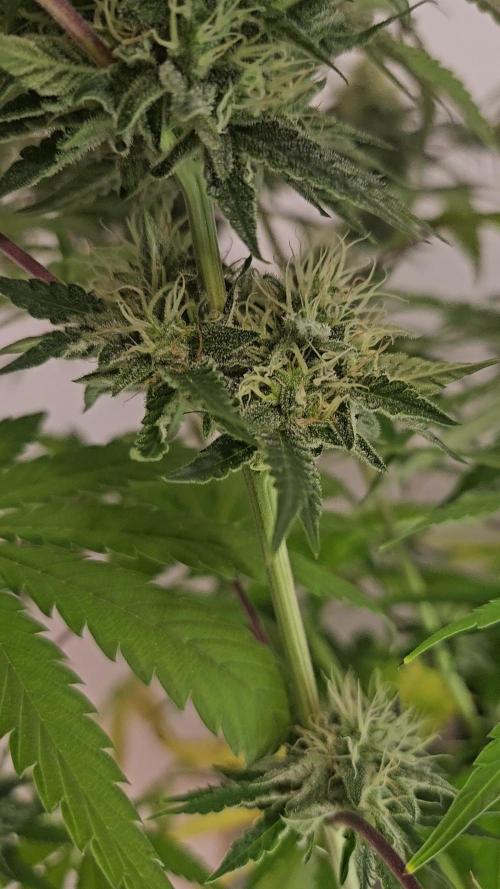 ABF Genetics