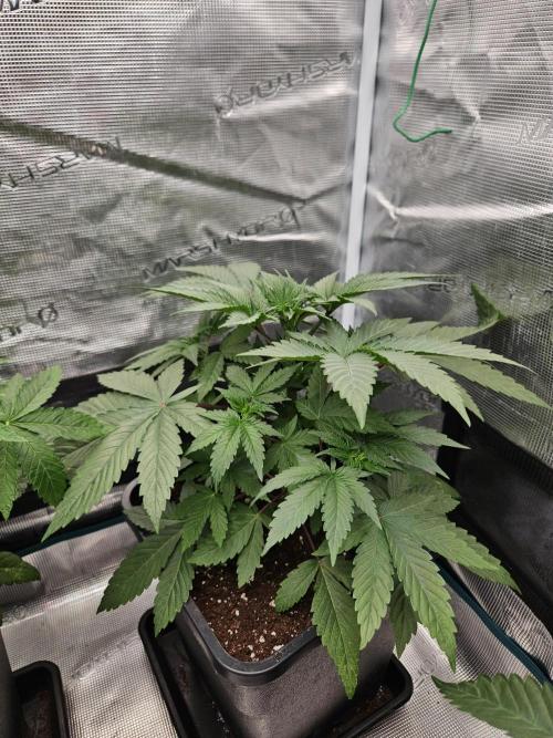 Solfire Gardens - Barf Breath. Week 3