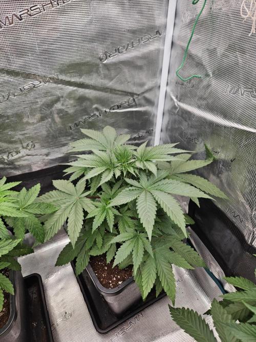 Solfire Gardens - Barf Breath. Week 3