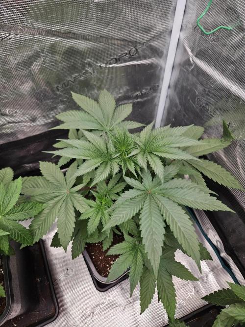 Solfire Gardens - Barf Breath. Week 3