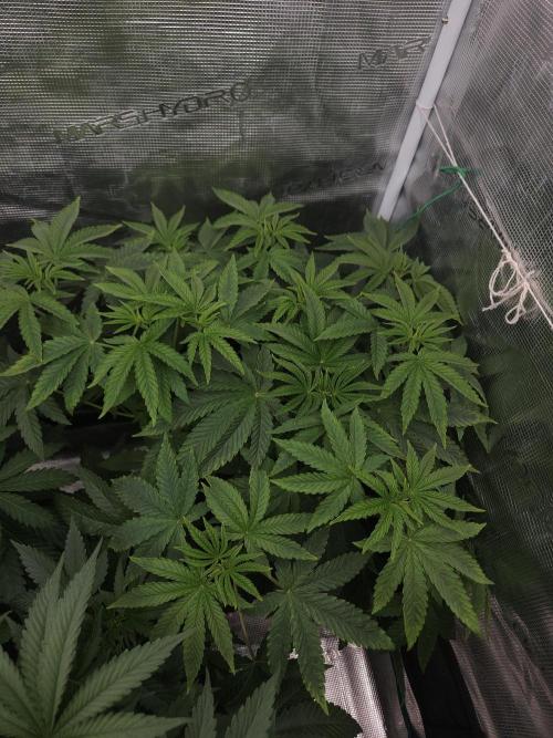 Dulce De Gas. Week 4