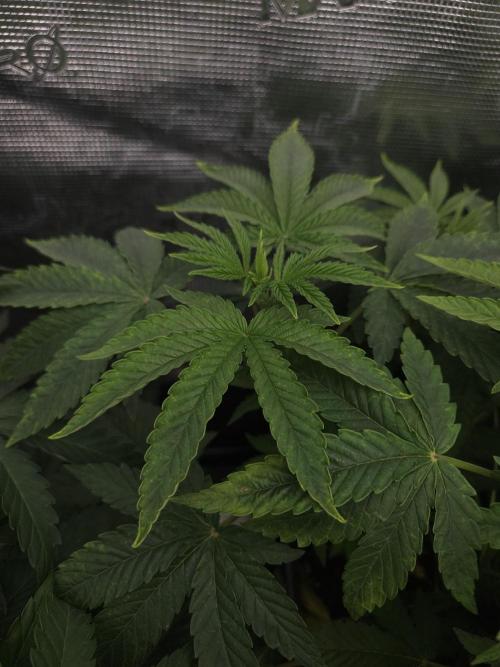 Dulce De Gas. Week 4