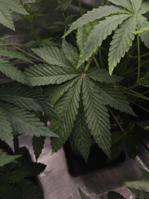 Dulce De Gas. Week 4