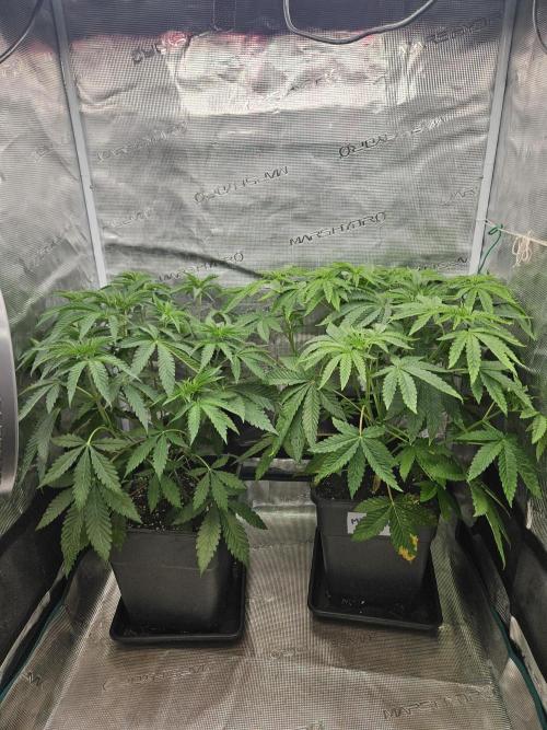 Dulce De Gas. Week 4