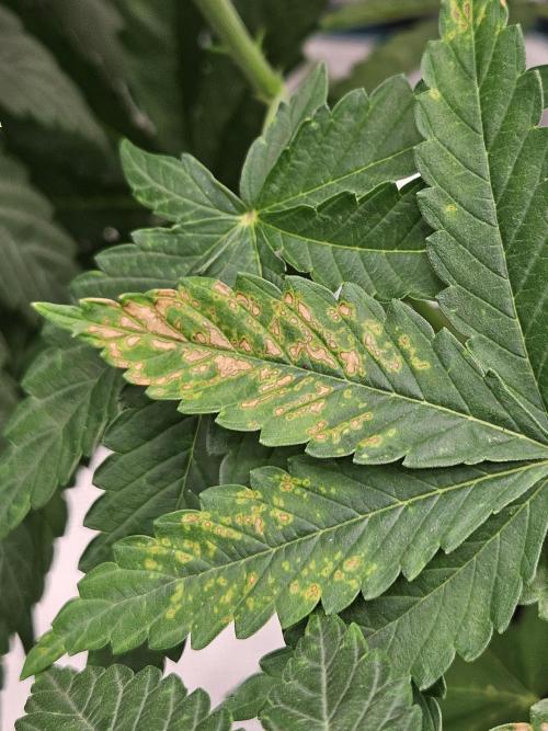 Dulce De Gas. Week 4