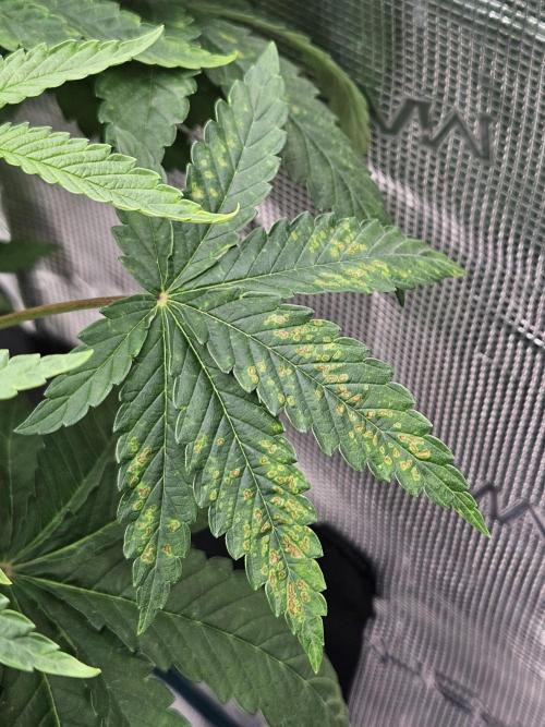 Dulce De Gas. Week 4