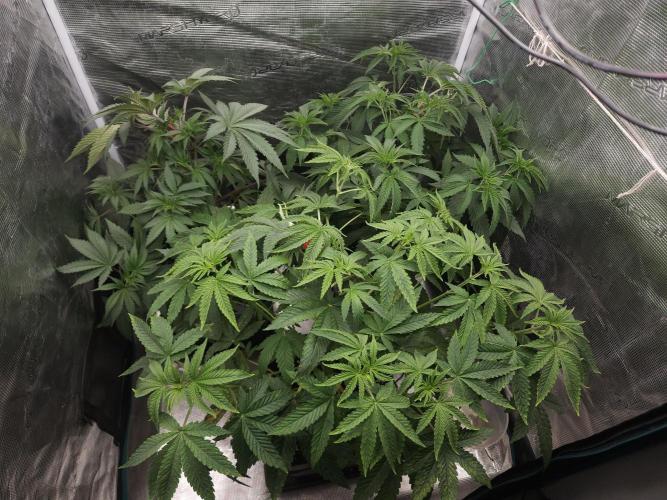 Dulce De Gas. Week 4