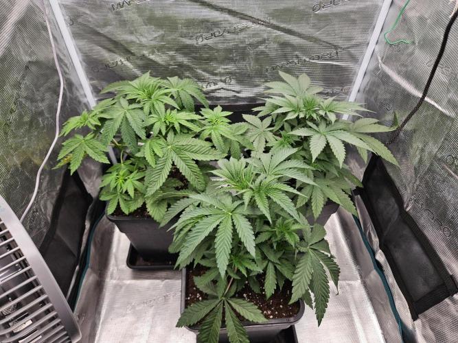 Solfire Gardens - Barf Breath. Week 4