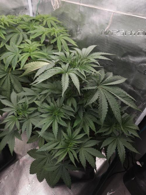 Solfire Gardens - Barf Breath. Week 4