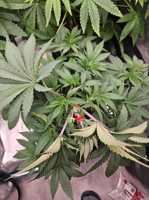 Solfire Gardens - Barf Breath. Week 4