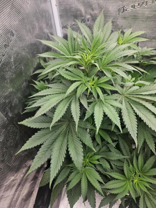 Solfire Gardens - Barf Breath. Week 5