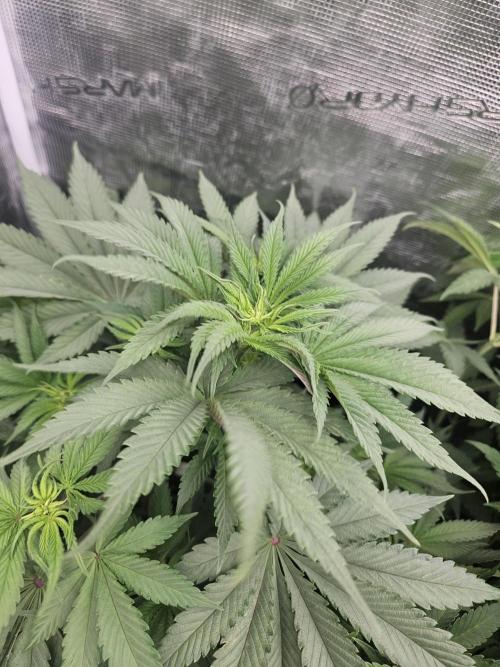 Solfire Gardens - Barf Breath. Week 5