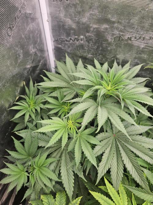 Solfire Gardens - Barf Breath. Week 5