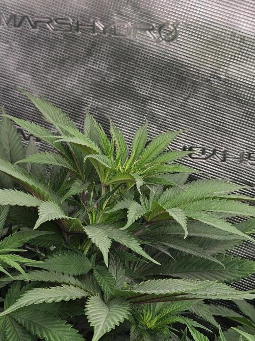 Solfire Gardens - Barf Breath. Week 5