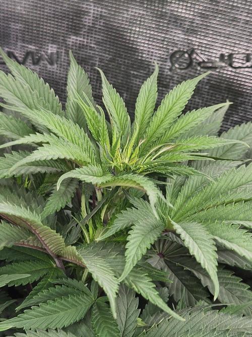 Solfire Gardens - Barf Breath. Week 5