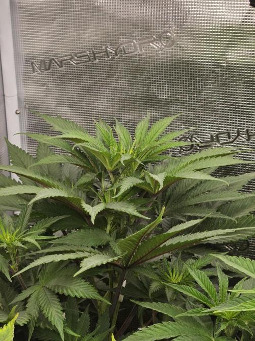 Solfire Gardens - Barf Breath. Week 5