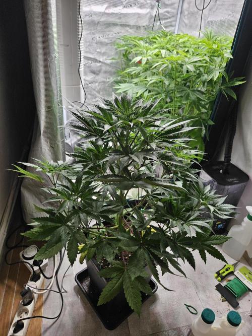 Solfire Gardens - Barf Breath. Week 5