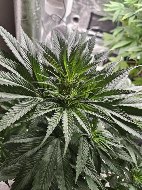 Solfire Gardens - Barf Breath. Week 5