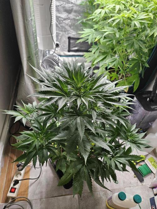 Solfire Gardens - Barf Breath. Week 5