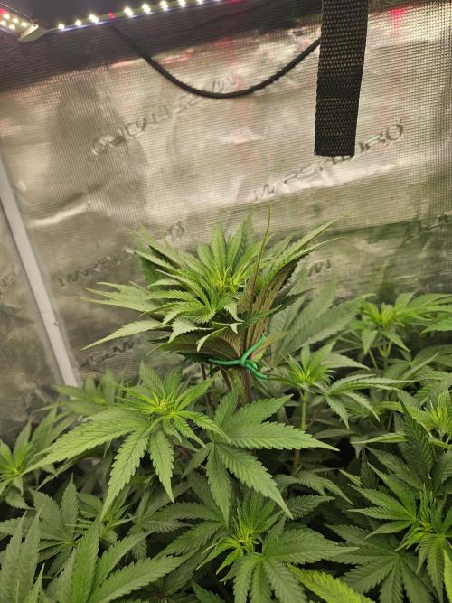 Solfire Gardens - Barf Breath. Week 5