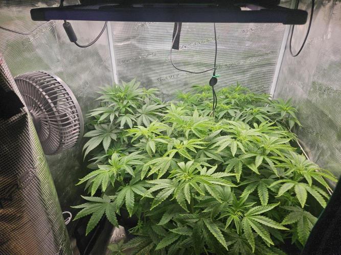 Dulce De Gas. Week 5