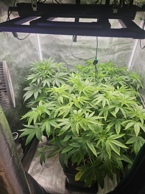 Dulce De Gas. Week 5