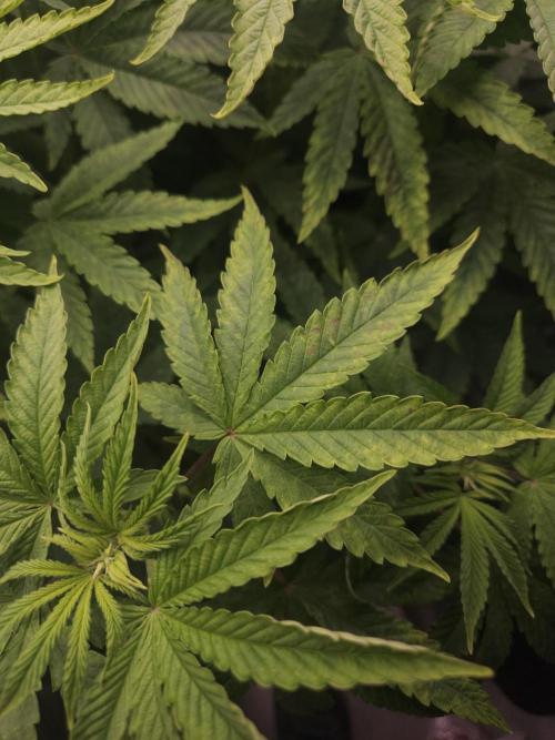 Dulce De Gas. Week 5