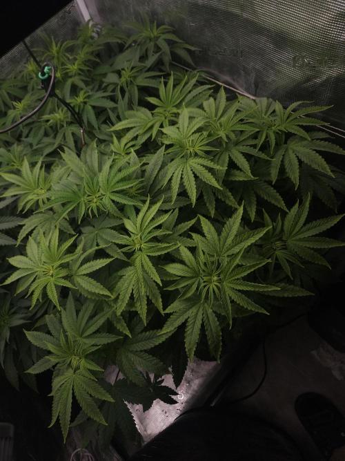 Dulce De Gas. Week 5