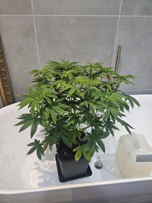 Dulce De Gas. Week 5