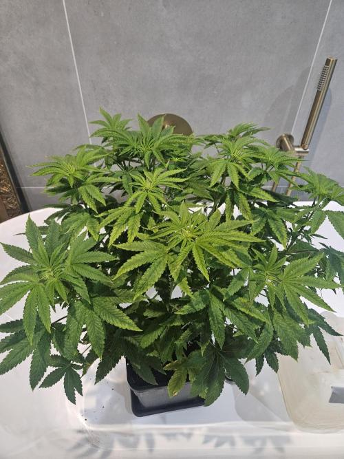 Dulce De Gas. Week 5