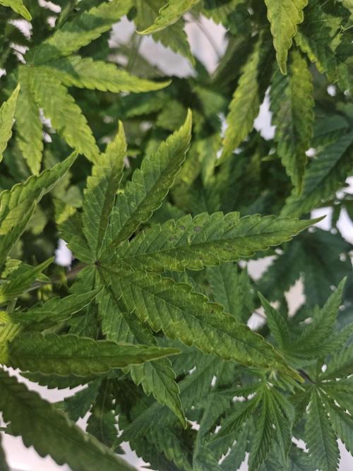 Dulce De Gas. Week 5