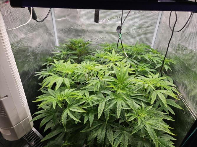 Dulce De Gas. Week 5