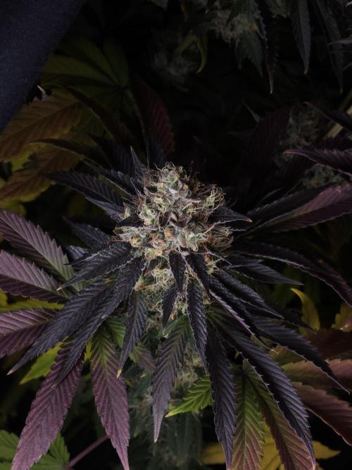 DOKI DOKI - Perfect Tree Seeds. Week 12