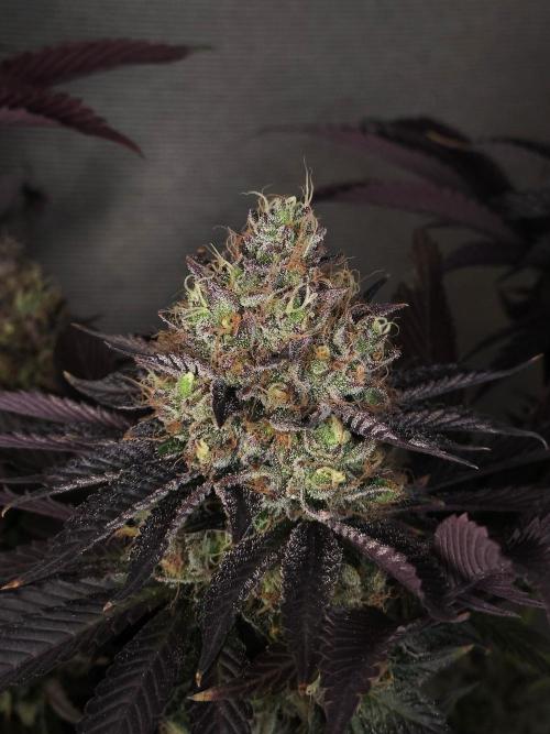 DOKI DOKI - Perfect Tree Seeds. Week 12