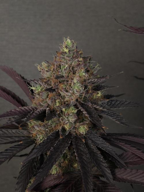 DOKI DOKI - Perfect Tree Seeds. Week 12