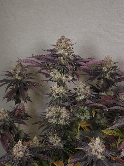 DOKI DOKI - Perfect Tree Seeds. Week 12