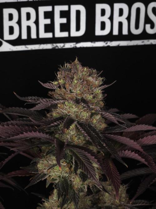 DOKI DOKI - Perfect Tree Seeds. Week 12