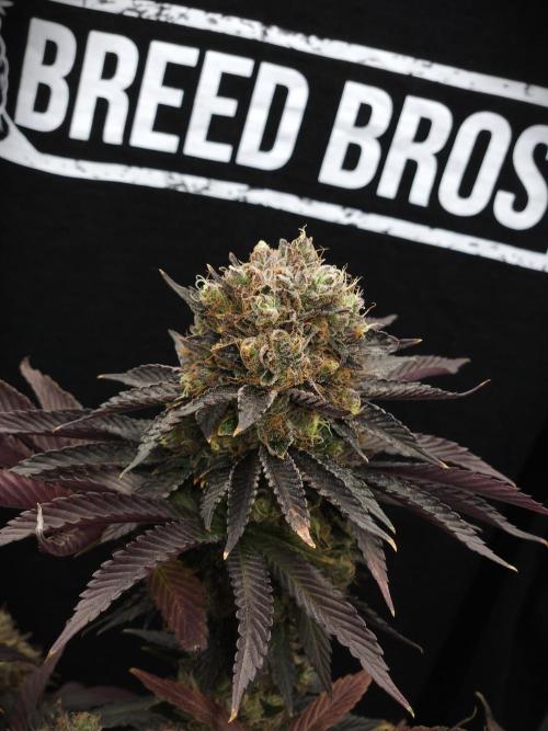 DOKI DOKI - Perfect Tree Seeds. Week 12