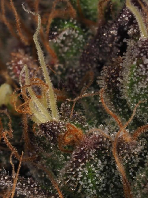 DOKI DOKI - Perfect Tree Seeds. Week 12