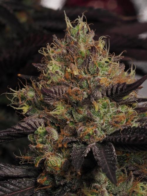 DOKI DOKI - Perfect Tree Seeds. Week 12