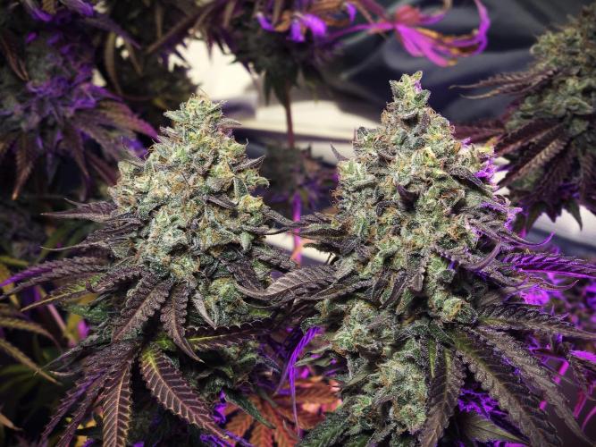 ABF Genetics. Week 12