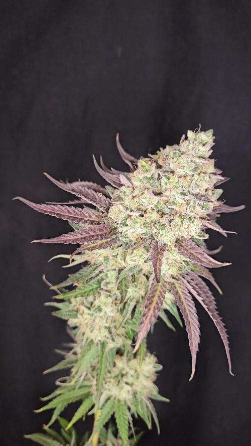 ABF Genetics