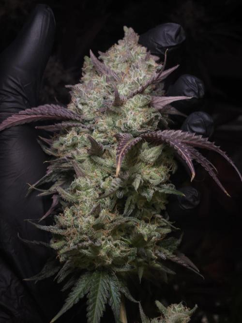 ABF Genetics. Week 12