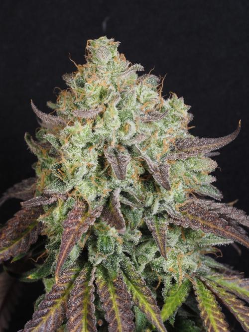 ABF Genetics. Week 12