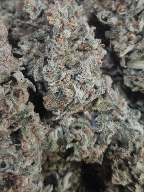 Mandarin Zkittlez Lemon. Week 16