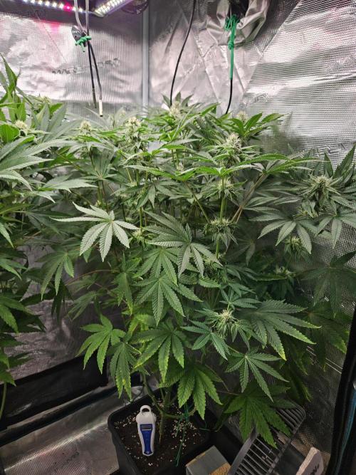 Dulce De Gas. Week 8