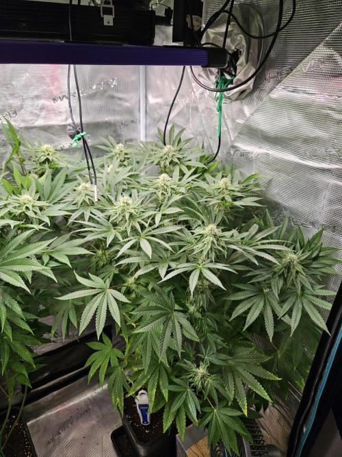 Dulce De Gas. Week 8